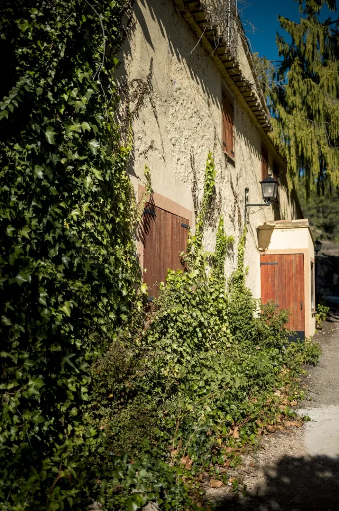 Casa rústica cubierta de hiedra y plantas verdes.