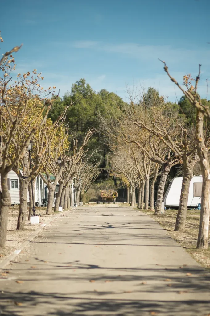Camino rodeado de árboles sin hojas y cielo despejado.